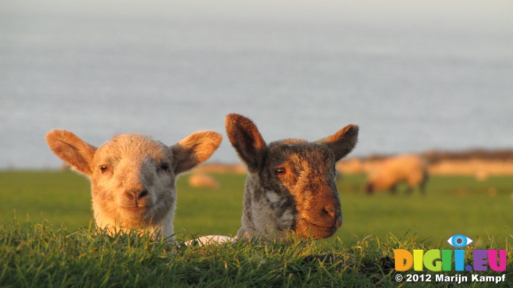 SX21925 Two lambs in morning sun